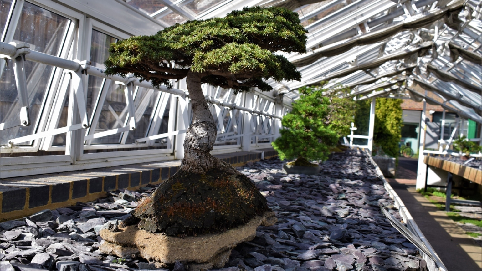 In pictures: The secrets of Kew's bonsai house | Kew